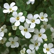 Snowstorm® Giant Snowflake® Bacopa
